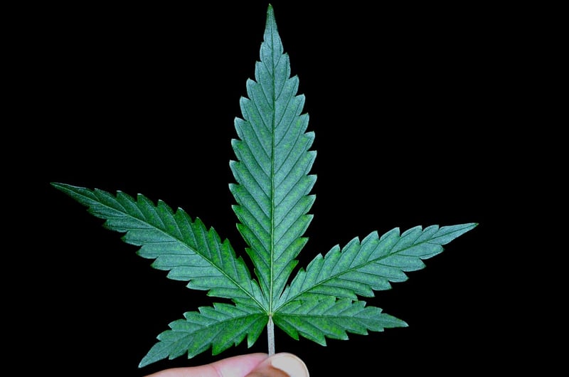 Wand Weeds